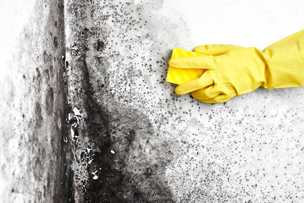 Best Attic Mold Remediation in Sylvania, OH