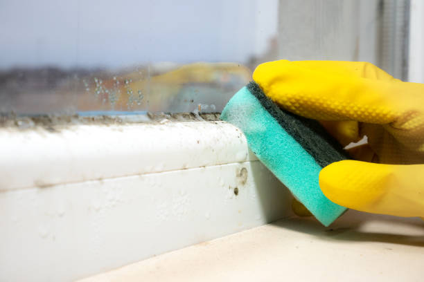 Best Post-Flood Mold Remediation in Sylvania, OH
