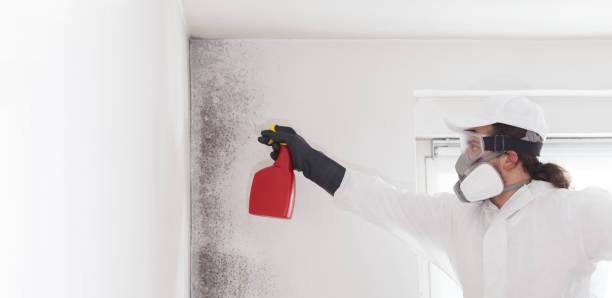 Best Residential Mold Remediation in Sylvania, OH