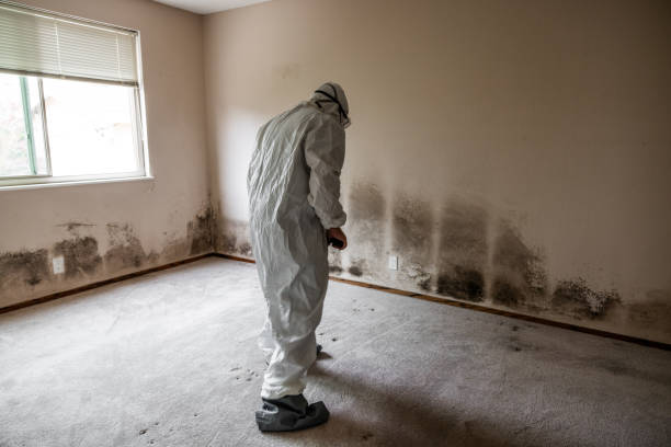 Best Basement Mold Remediation in Sylvania, OH