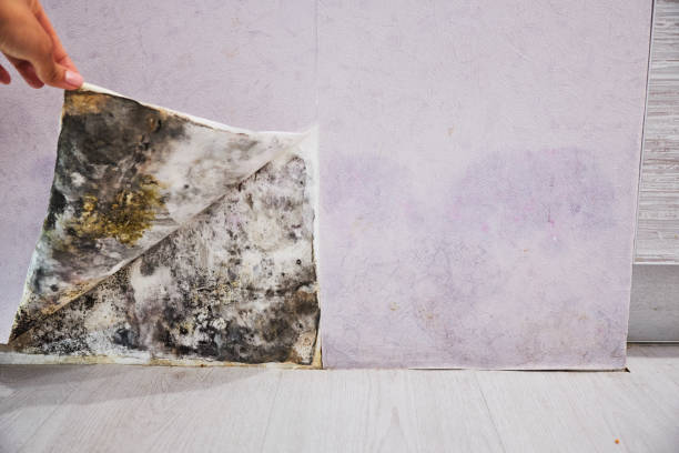Best Localized Mold Remediation (e.g., coastal areas, humid climates) in Sylvania, OH
